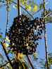 Elderberry tree australia