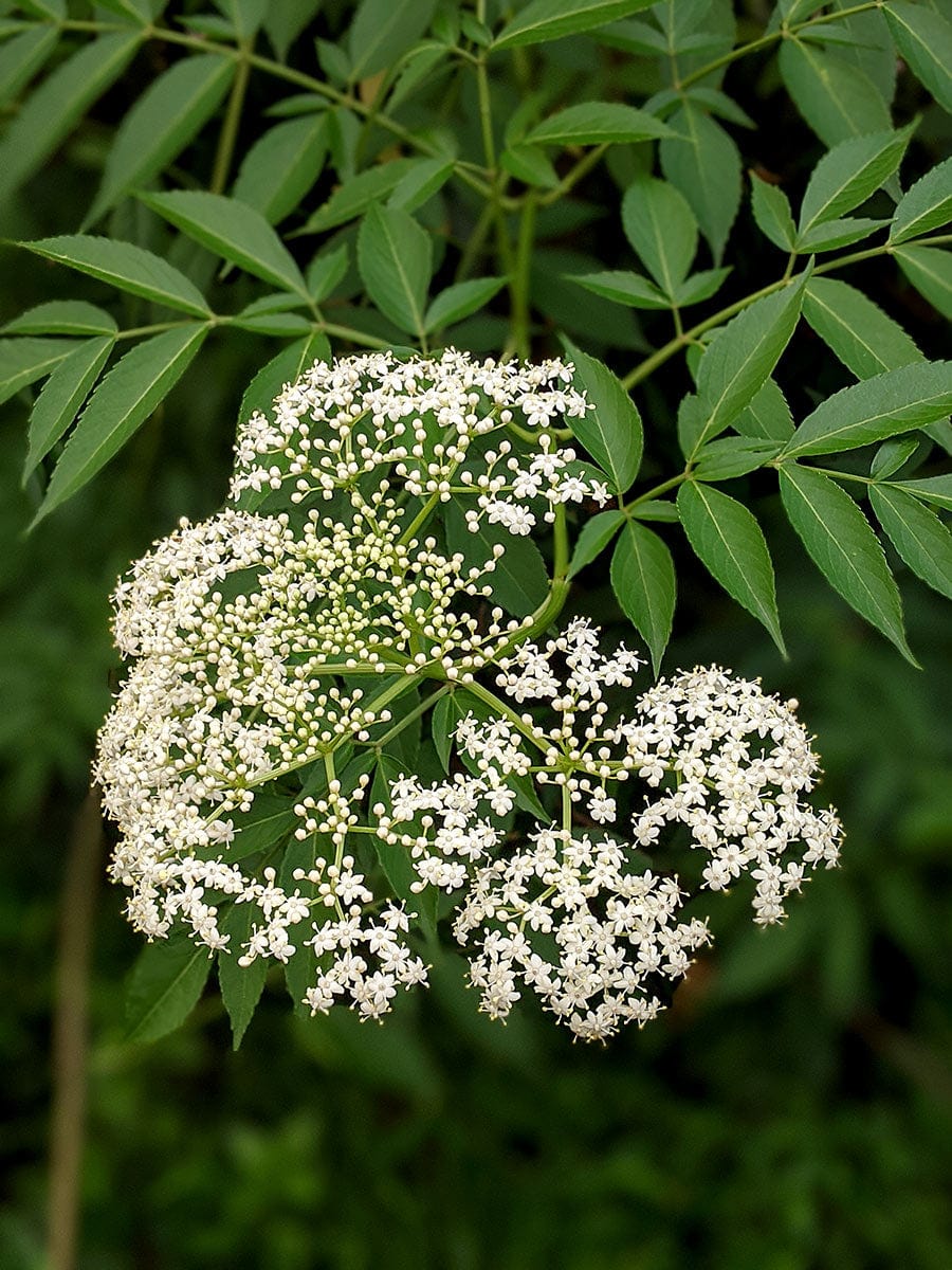 https://www.herbcottage.com.au/cdn/shop/products/elderflower-flower.jpg?v=1644823820&width=900
