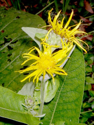Organic Elecampane | Inula helenium Plant - Mudbrick Herb Cottage