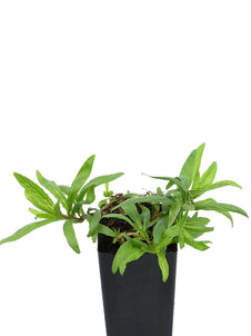 Epilobium