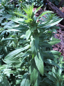 Epilobium