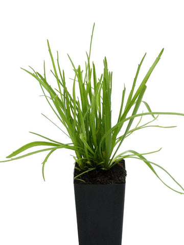 Erba Stella