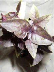 Basil - Dark Opal Basil