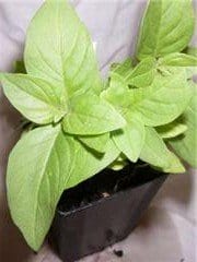 Basil - Lime Basil