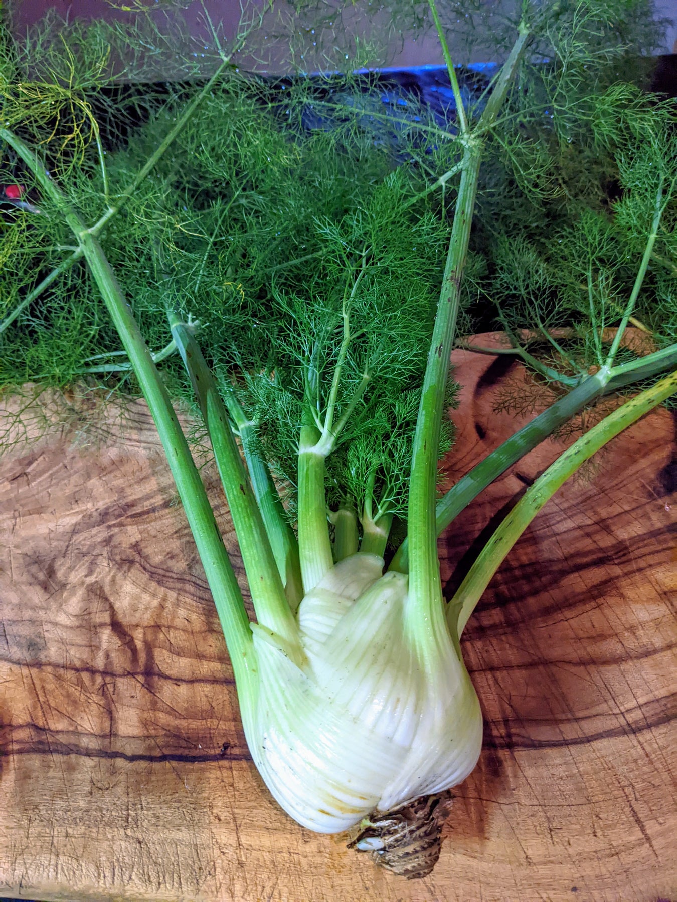 Organic Florence Fennel Apium graveolens var. dulce Plant Mudbrick