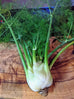 Fennel - Florence Fennel