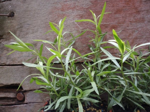 Organic French Tarragon | Artemesia dranuculus Plant
