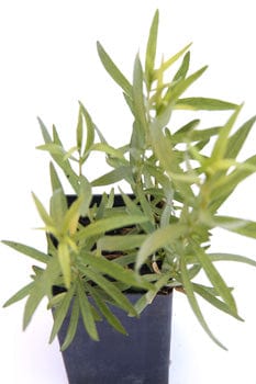 French Tarragon