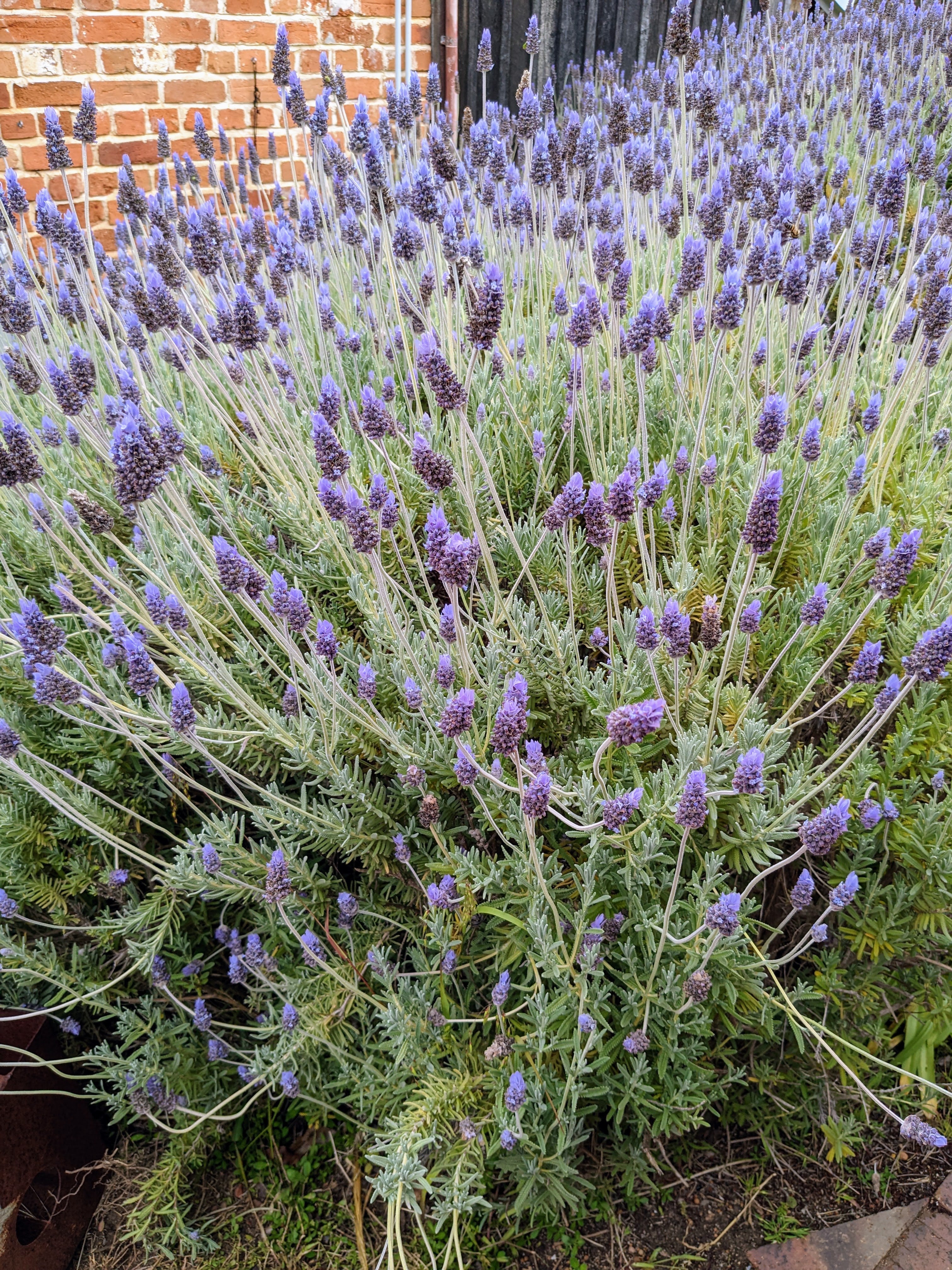 buy french lavender plants Shop French Lavender Plant | Lavandula dentata