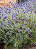 french lavender bush and flowers