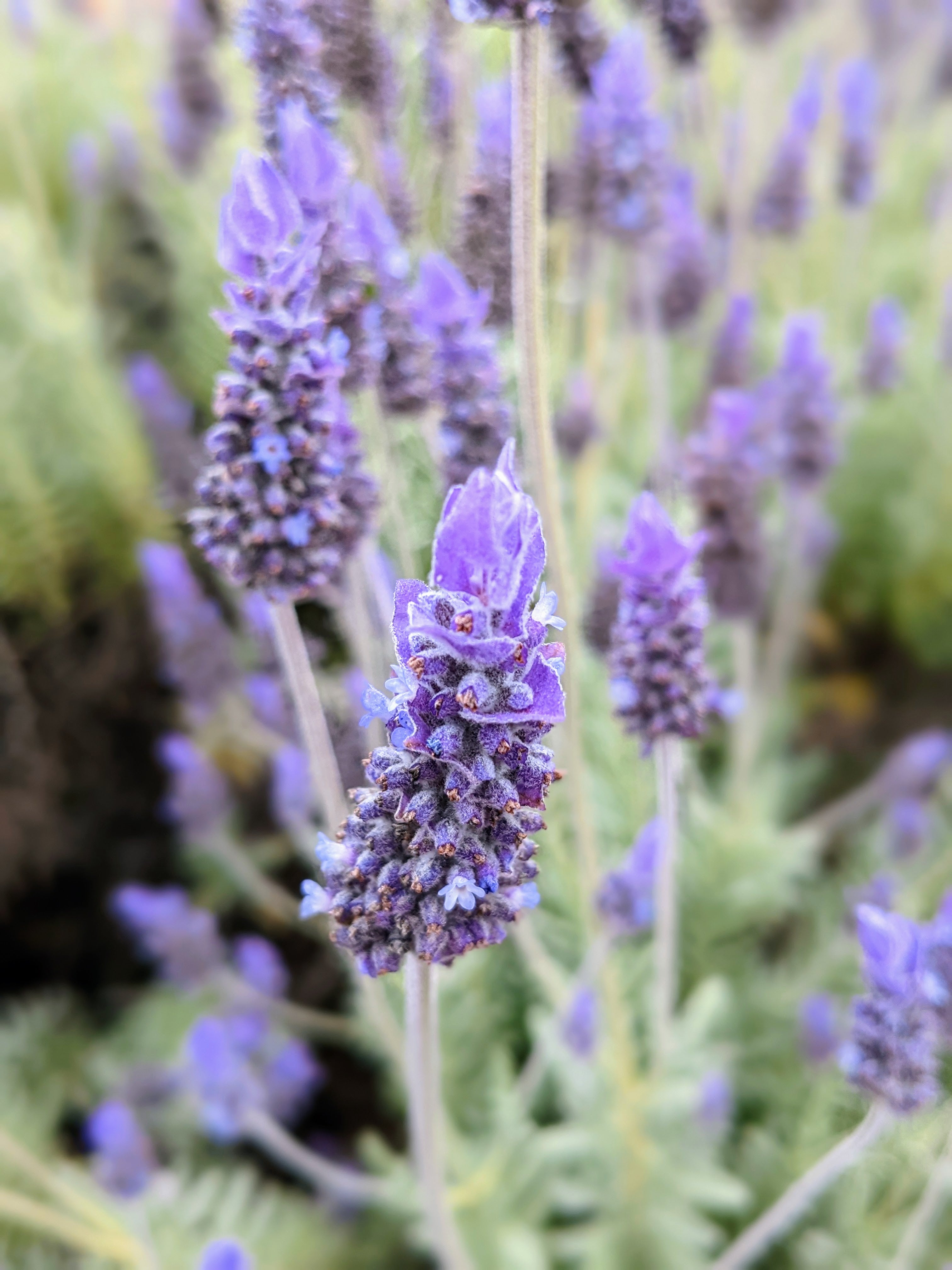 lavender flower in french Shop French Lavender Plant | Lavandula dentata