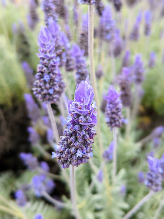 australian lavender plant Shop French Lavender Plant | Lavandula dentata
