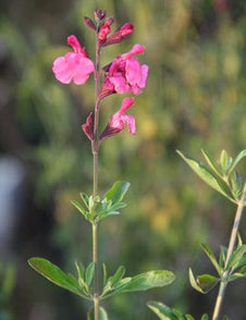 Salvia greggii 'Furnams Red'
