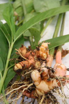 Galangal Root