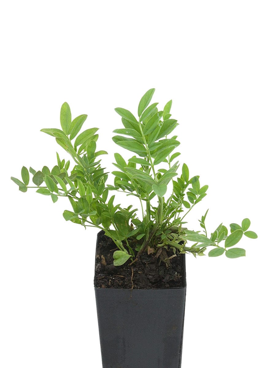 Organic Goats Rue | Galega officinalis Plant - Mudbrick Herb Cottage