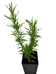 Rosemary - Golden Rain Rosemary