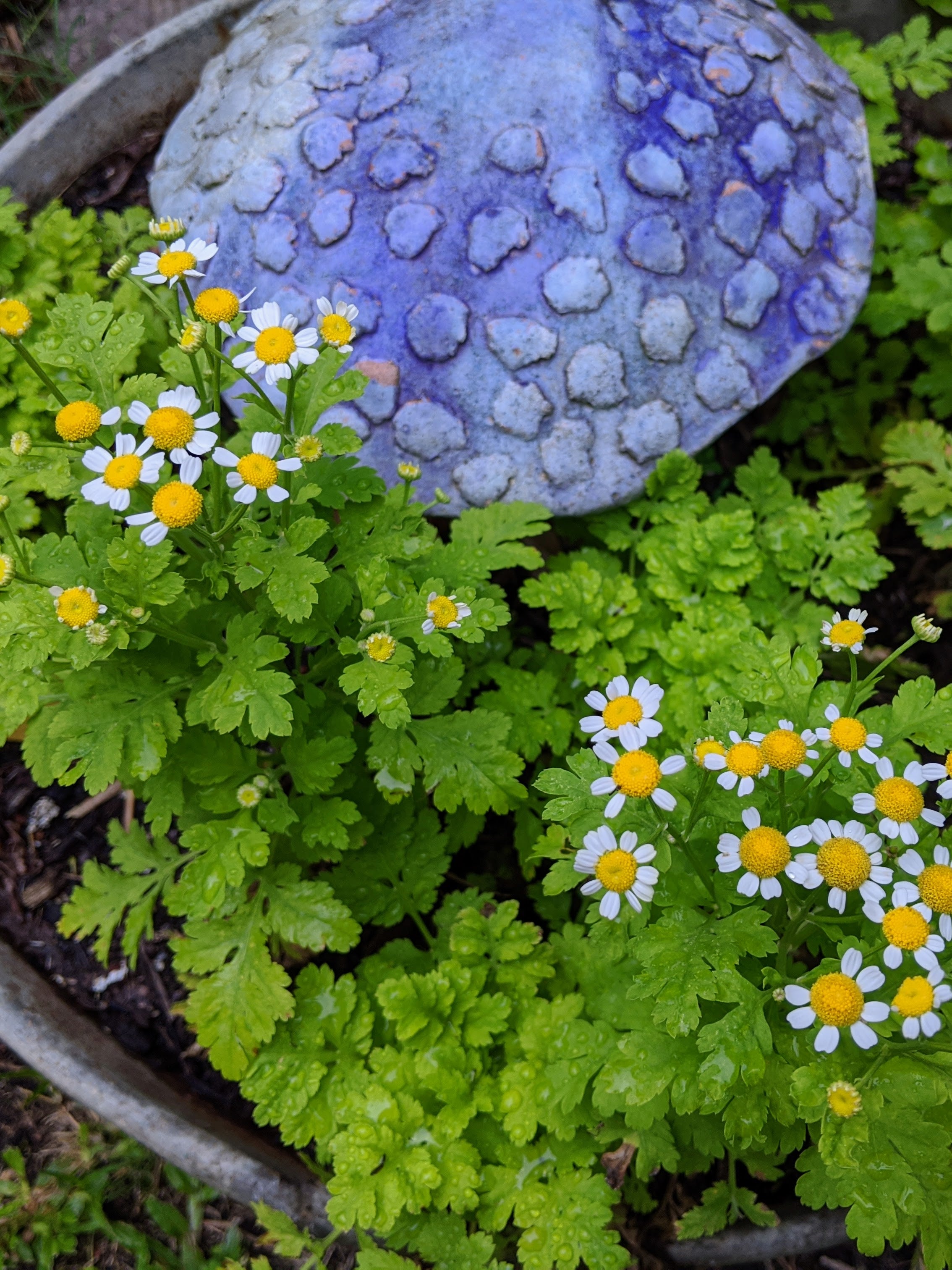 Organic Golden Feverfew