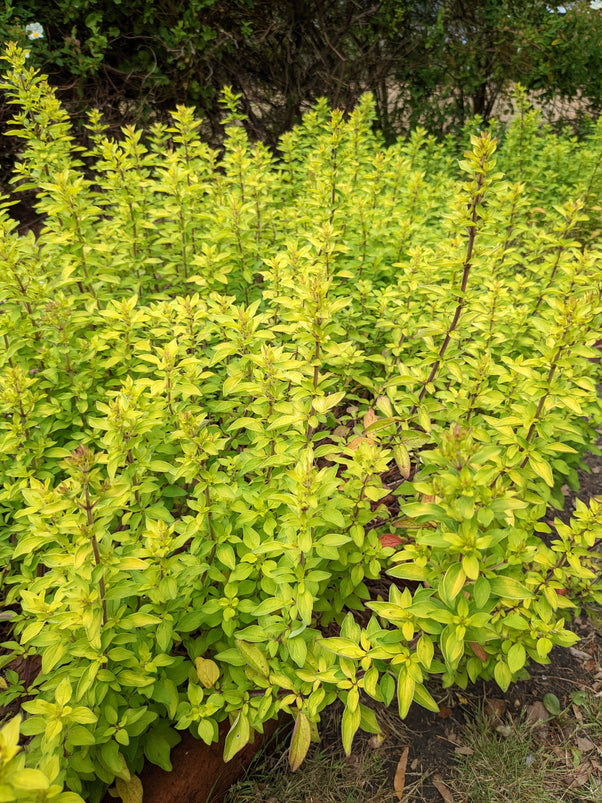 Organic Oregano Golden Origanum vulgare 'Aureum' Plant Mudbrick