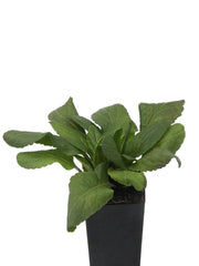 Goldenrod (European)