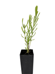 Lavender - Green Lavender