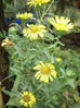 Grindelia