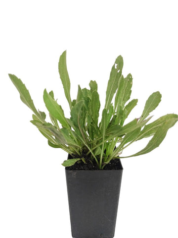 Grindelia