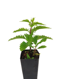 Gypsywort