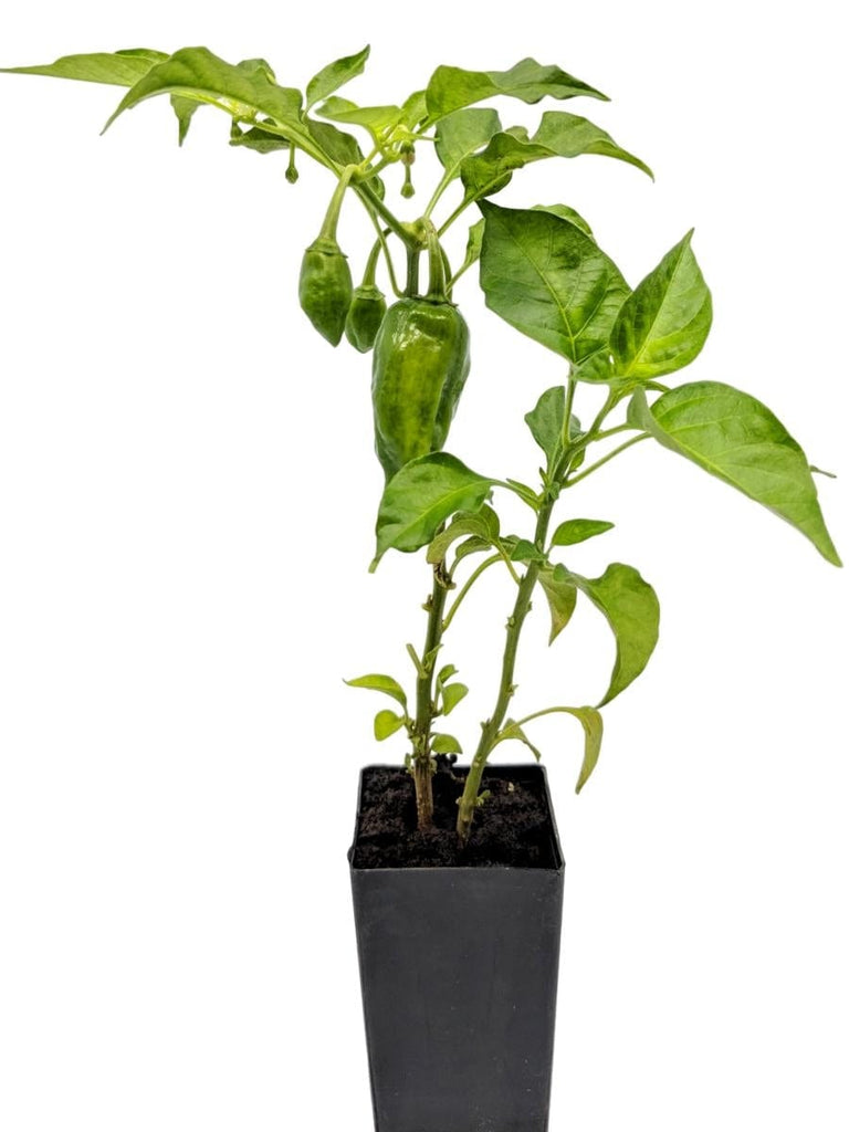chilli habanero plant Organic Chilli Habanero Yellow Plant