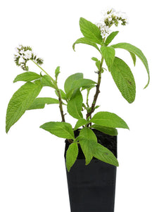 Heliotrope arborescens 'White'