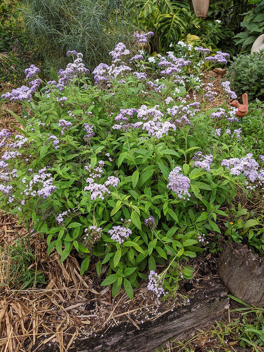 Organic Heliotrope Cherry Pie | Heliotropium aborescens Plant