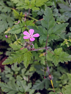 Herb Robert