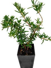 Rosemary - Huntington Carpet Rosemary