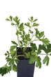 Parsley - Italian Parsley