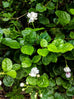 Jasmine Sambac flowering