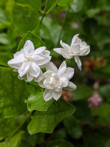 Jasmine Sambac flower