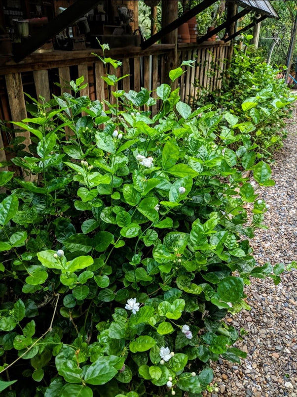 Jasminum sambac sales