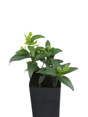 Jasminum multipartitum 'Starry Jasmin'