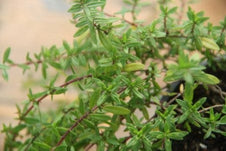 Thyme - Jekka's Thyme