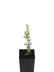 Juniper Female
