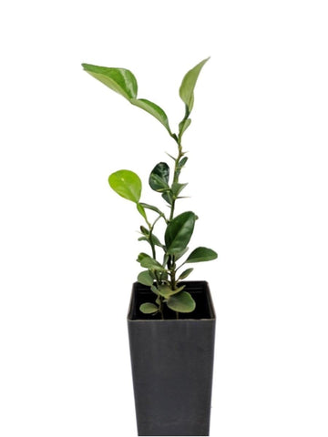 Makrut Lime (Kaffir Lime)