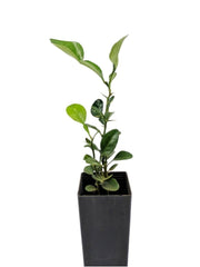 Makrut Lime (Kaffir Lime)