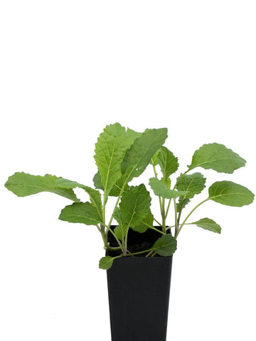 Kale - Tuscan Cavolo Nero Kale