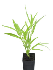 Kang Kong (Water Spinach)