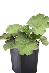 Lady's Mantle