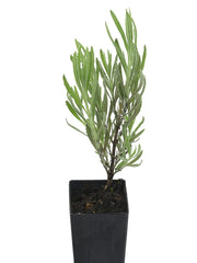 Lavender - Heterophylla Lavender