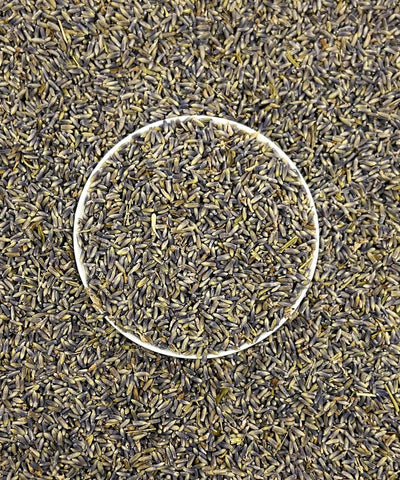 Lavender Flower Hybrida