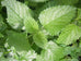 Lemon Balm leaf