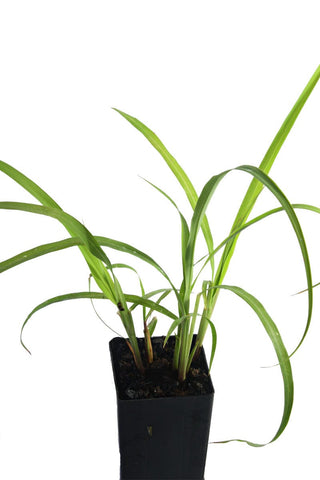 Lemongrass