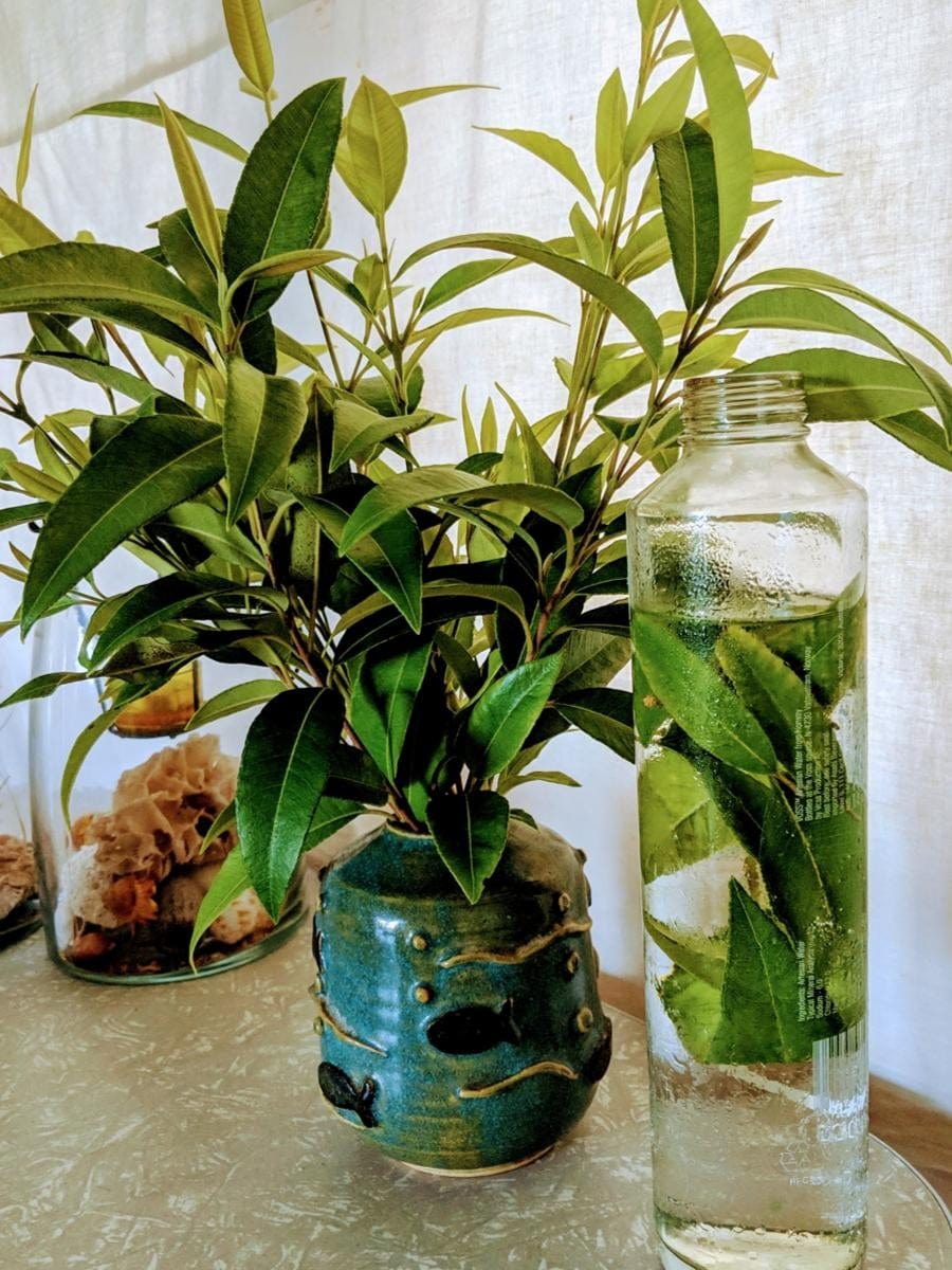 lemon myrtle indoor plant Lemon Myrtle | Backhousia citriodora Plant
