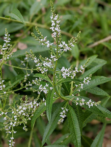 Lemon Verbena